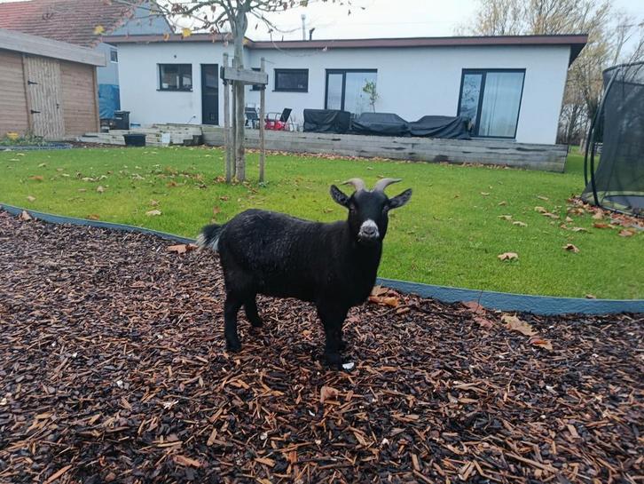 Moeder en dochter dwergeit miekes, Dieren en Toebehoren, Schapen, Geiten en Varkens