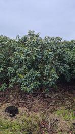 Partij grote rhododendrons, Ophalen of Verzenden, Rhododendron, Struik