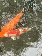 Sanke Koi, Dieren en Toebehoren, Vissen | Vijvervissen