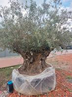 Olijfbomen bonsai, Ophalen of Verzenden