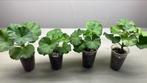 Pelargonium Geranium, Ophalen of Verzenden, Zo goed als nieuw