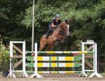 Springpaard, Dieren en Toebehoren, Paarden, Springpaard, Gechipt, Ruin, M