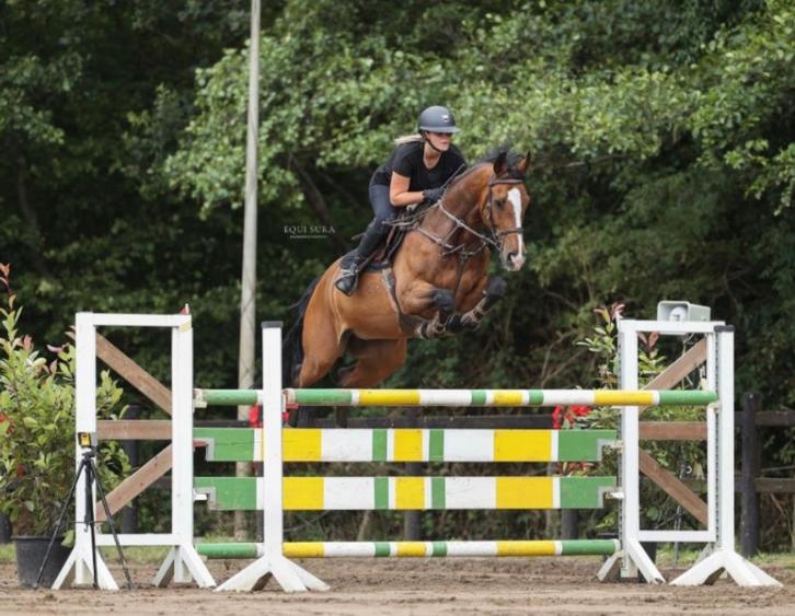 Springpaard, Dieren en Toebehoren, Paarden, Ruin, M, 165 tot 170 cm, 11 jaar of ouder, Springpaard, Met stamboom, Gechipt, Ontwormd