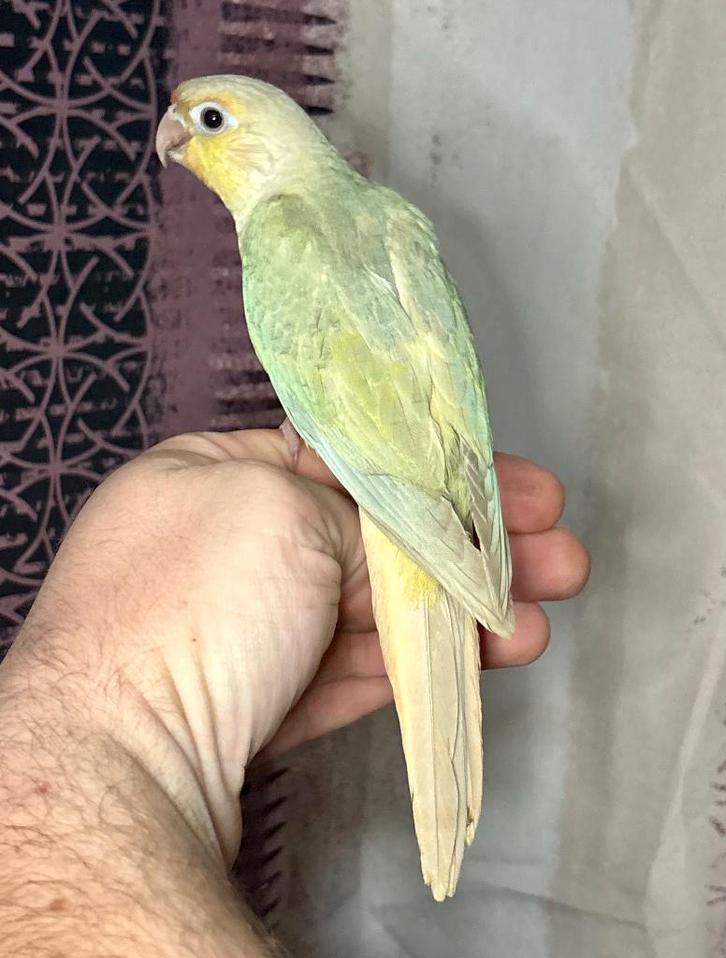 Jeune conure de molinae EAM-Livraison possible, Animaux & Accessoires, Oiseaux | Perruches & Perroquets, Perroquet, Domestique