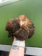 Jong brahma goudpatrijs haantje, Dieren en Toebehoren, Pluimvee, Mannelijk, Kip