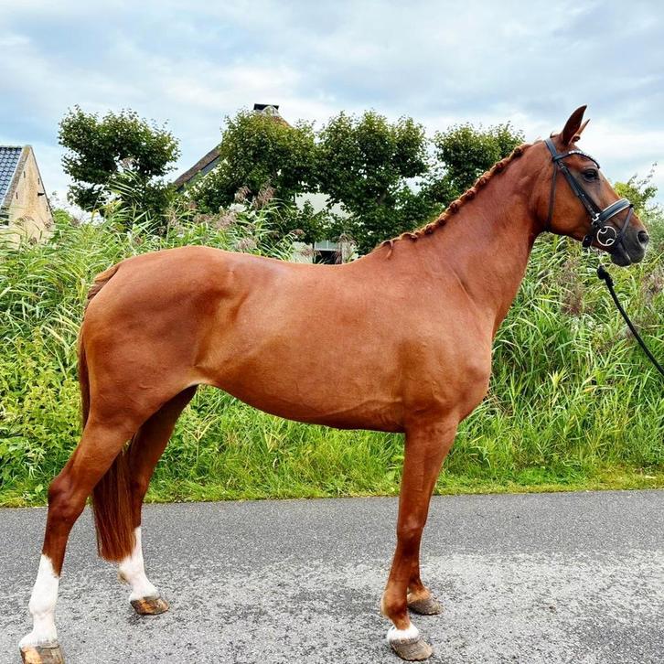 Dressuur sportpaard Liba BH( Hogan x Vivaldi x Ferro), Animaux & Accessoires, Chevaux, Jument, M, 175 cm ou plus, 7 à 10 ans, Cheval de dressage