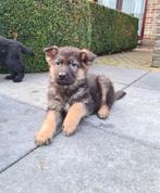 duitse herder pups, Dieren en Toebehoren, België, CDV (hondenziekte), 8 tot 15 weken, Meerdere