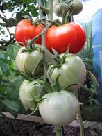 5 zaden tomaat Saint-Pierre - oude Franse heirloomtomaat, Verzenden, Voorjaar, Zaad