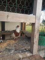 Felegyhazer tuimelaar duivin, Dieren en Toebehoren, Pluimvee