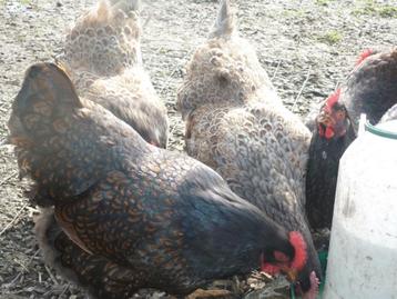 broedeieren van barnevelder kippen, Dieren en Toebehoren, Pluimvee