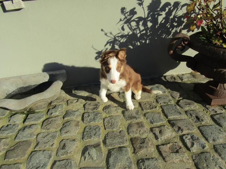 Border collie puppy teefje 3 maanden, Dieren en Toebehoren, Honden | Herdershonden en Veedrijvers, Teef, Collie, Fokker | Professioneel