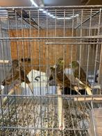 Kanaries, Dieren en Toebehoren, Vogels | Kanaries