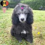 Dwergpoedel pup teefje te koop, Poedel, België, Handelaar, CDV (hondenziekte)