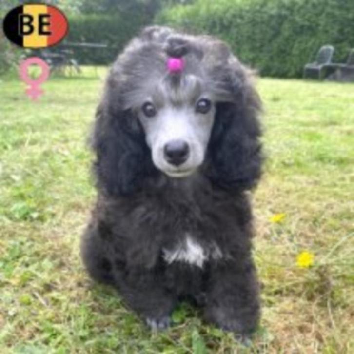 Dwergpoedel pup teefje te koop, Dieren en Toebehoren, Honden | Chihuahua's en Gezelschapshonden, Teef, Poedel, Handelaar, Eén hond