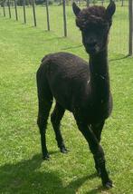 Merrie alpaca – Cecile Wellington, Dieren en Toebehoren, Augustus, Vrouwelijk