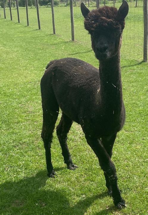 Merrie alpaca – Cecile Wellington, Dieren en Toebehoren, Overige Dieren, Vrouwelijk, Augustus