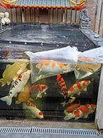 Japanse koi's allemaal uit Japan en sommige met certificaat., Dieren en Toebehoren