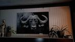 Glazen fotokader Afrikaanse cape buffalo, Ophalen, Zo goed als nieuw