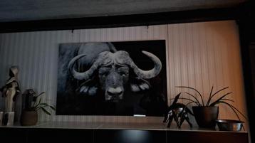 Glazen fotokader Afrikaanse cape buffalo beschikbaar voor biedingen