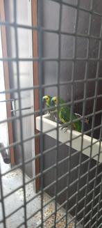 Blauwvoorhoofd amazone, Meerdere dieren, Papegaai, Geringd
