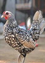 Gezocht Pluimvee: kippen, eenden, fazanten enzovoort.