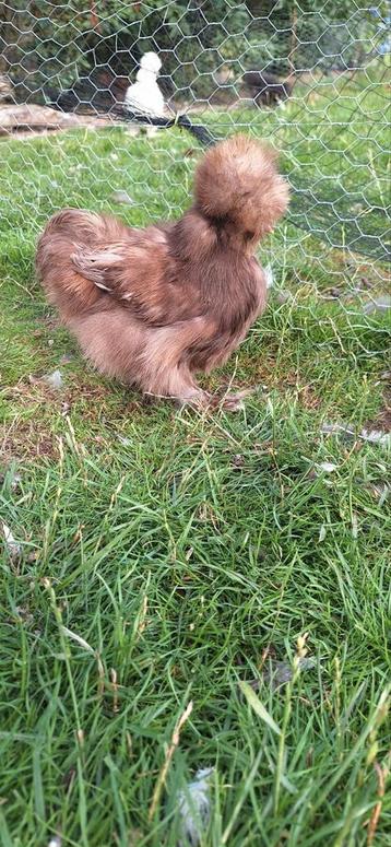 Zijdehoender hennetje, Femelle, Poule ou poulet