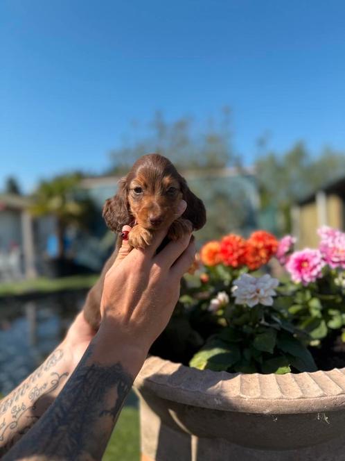 Prachtige langharige dwergteckel pups, Dieren en Toebehoren, Honden | Teckels en Dashonden, Meerdere dieren, Langhaar, Dwerg, Fokker | Professioneel