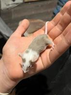 Superlieve handtamme kleurmuisjes, Dieren en Toebehoren, Muis, Januari, Meerdere dieren, Tam