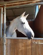 Fokmerrie/ wandelpaard, Dieren en Toebehoren, Paarden, Merrie, Springpaard, Z, Gechipt