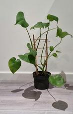 Monstera plant, Ophalen