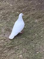 Witte duiven te koop, Animaux & Accessoires, Oiseaux | Pigeons, Pigeon voyageur, Mâle