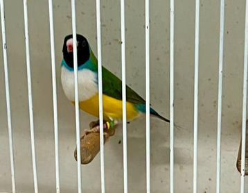 Split Lutino en cinnamon €45 beschikbaar voor biedingen