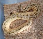 Volwassen Pastel Pinstripe OD Yb dbl het Clown Pied man, Dieren en Toebehoren, Slang, Tam, 3 tot 6 jaar