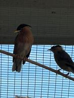 Koppel pagode spreeuwen, Dieren en Toebehoren, Vogels | Overige Vogels, Meerdere dieren, Tropenvogel, Geringd