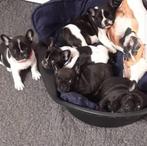 Chiots bouledogue français disponible, Dieren en Toebehoren, Honden | Bulldogs, Pinschers en Molossers, België, Particulier, 8 tot 15 weken