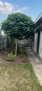 2 volgroeide bol catalpa te koop, Ophalen