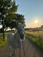 Merrie 18 jaar, Dieren en Toebehoren, Stalling en Weidegang