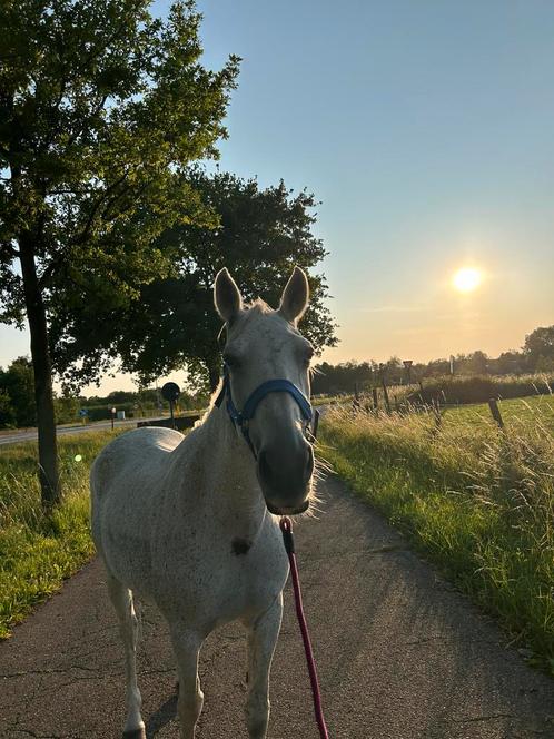 Merrie 18 jaar, Dieren en Toebehoren, Stalling en Weidegang