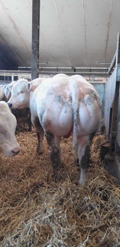 BWB dekstieren stamboek, Dieren en Toebehoren, Runderen