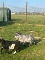 Koppel mooie dwerggeiten bonte en blauwschimmel, Dieren en Toebehoren, Geit