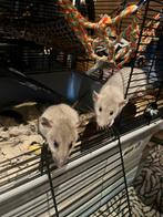 2 vrouwelijke ratjes, Dieren en Toebehoren, Knaagdieren, Rat, Juni, Vrouwelijk, Tam