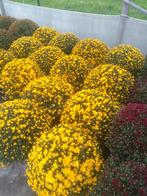 chrysanten te koop, Ophalen, Herfst, Eenjarig