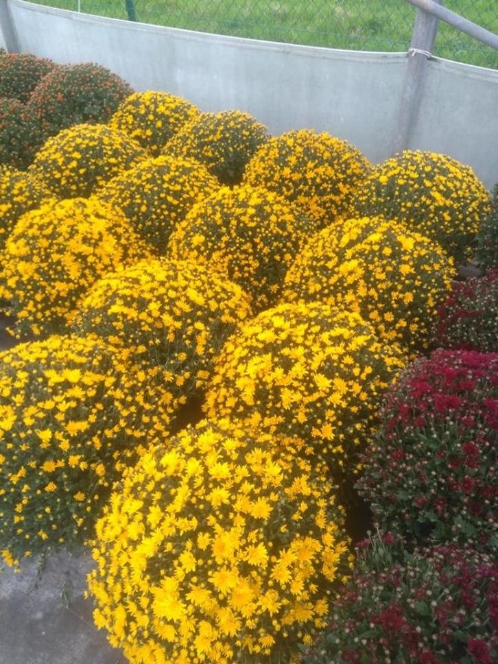 chrysanten te koop, Tuin en Terras, Planten | Tuinplanten, Eenjarig, Herfst, Ophalen