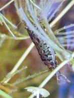 Neocaridinas garnalen voor Aquarium, Dieren en Toebehoren, Kreeft, Krab of Garnaal, Zoetwatervis