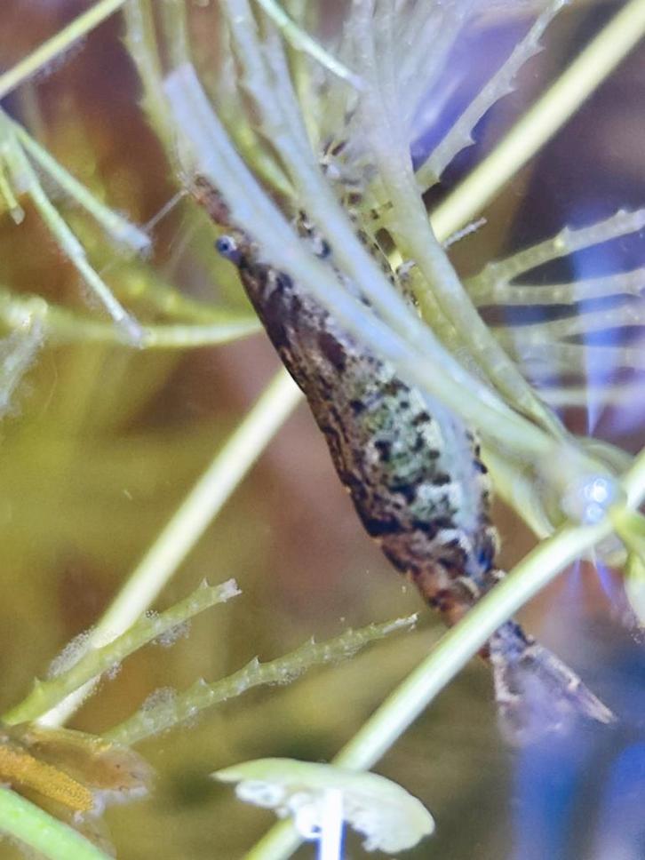 Neocaridinas garnalen voor Aquarium, Dieren en Toebehoren, Vissen | Aquariumvissen, Zoetwatervis, Kreeft, Krab of Garnaal