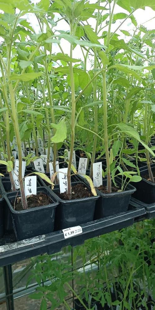 Tomaten Cuor di Bue tomatenplanten, Tuin en Terras, Planten | Tuinplanten, Eenjarig, Groenteplanten, Halfschaduw, Zomer, Ophalen