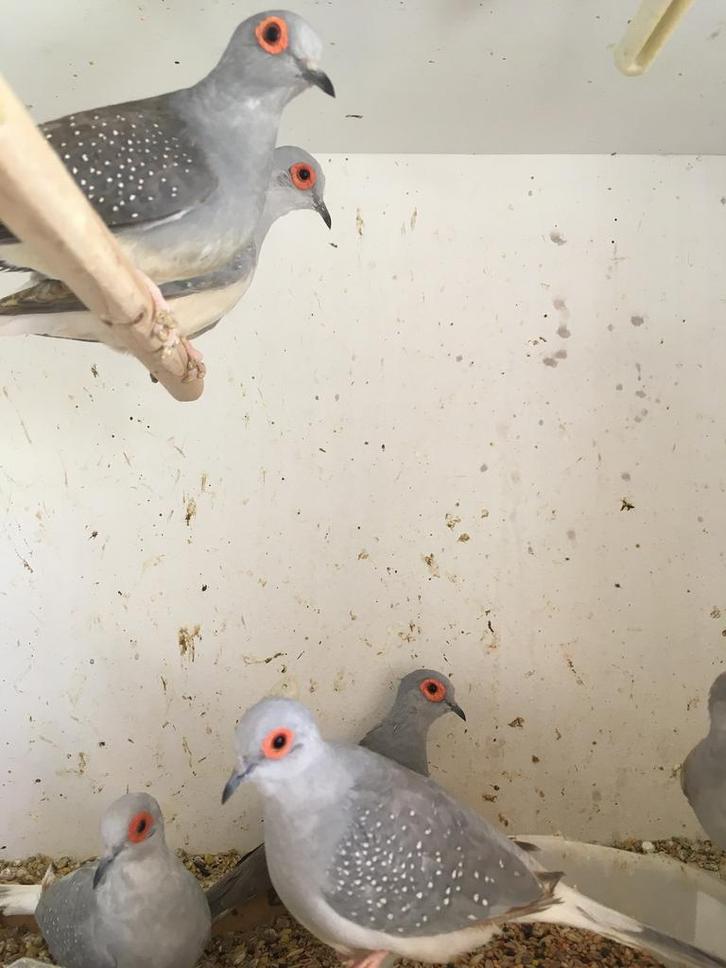 Laatste kans: 4 DIAMANTDUIFJES VOOR 25 EURO, Dieren en Toebehoren, Vogels | Overige Vogels, Tropenvogel, Meerdere dieren
