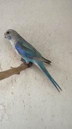 Rosella in blauw pastel, Dieren en Toebehoren, Mannelijk, Parkiet, Geringd