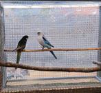 Koppel rosella, Dieren en Toebehoren, Vogels | Parkieten en Papegaaien
