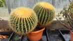 Echinocactus grusonii (schoonmoedersstoel) duo, Huis en Inrichting, Ophalen, Minder dan 100 cm, In pot, Cactus